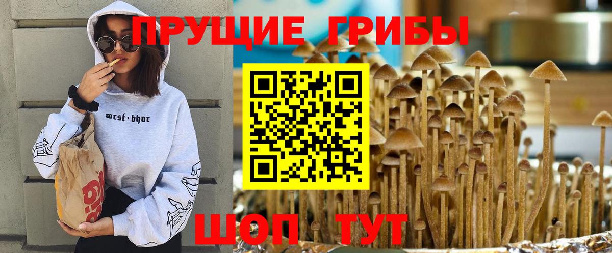 Галлюциногенные грибы Psilocybe  Вход с VPN  Урюпинск 